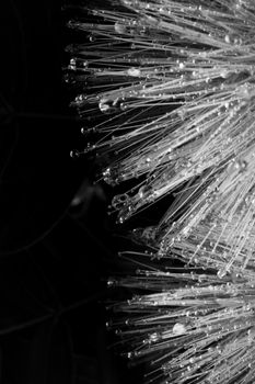 Black and white of lush plant leaves with pure water drops and shiny surface on rainy day