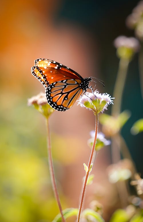 A Butterfly Perched on the Flower