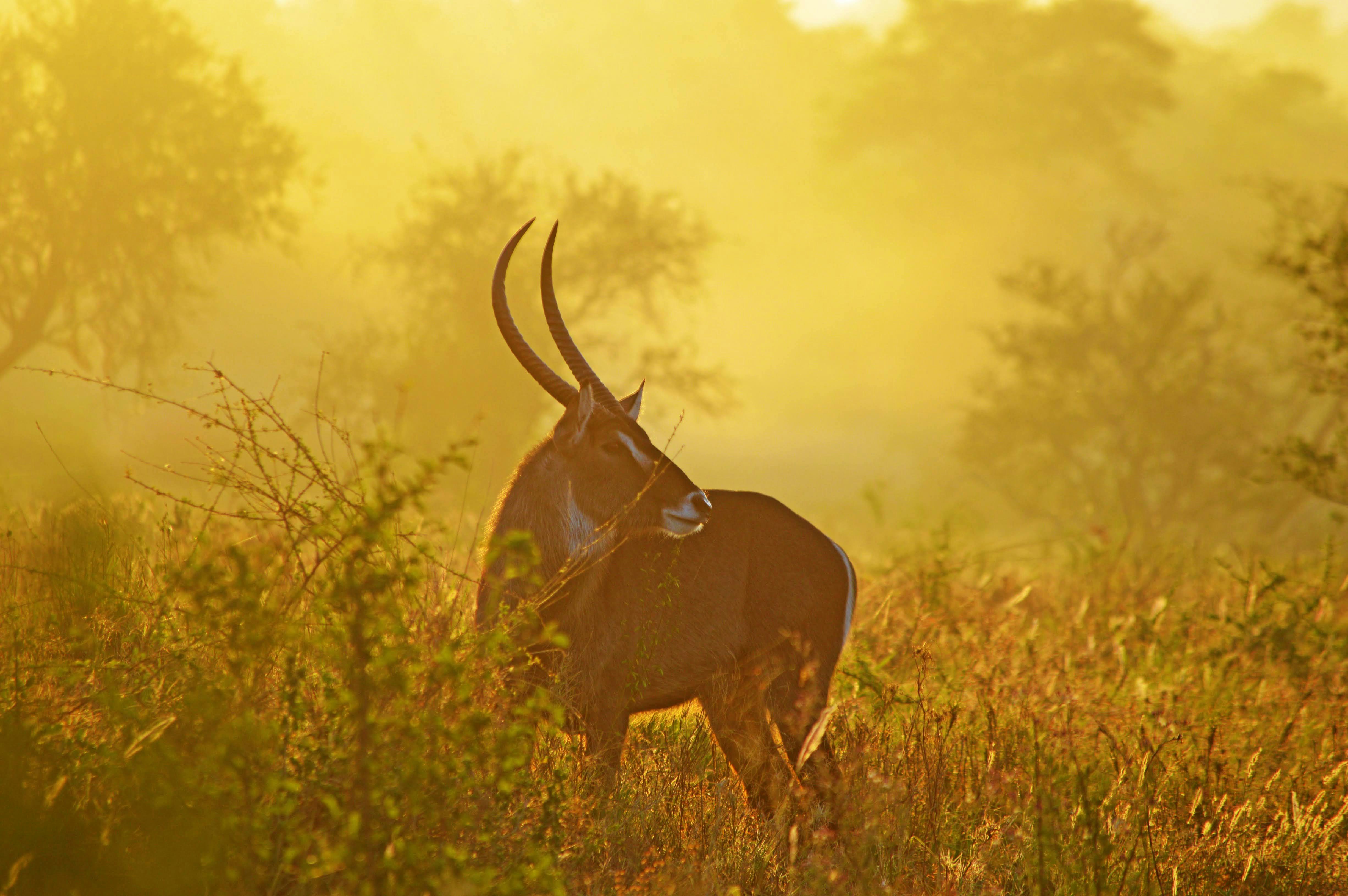 grátis Foto profissional grátis de África, alvorecer, amigo do ambiente Foto profissional