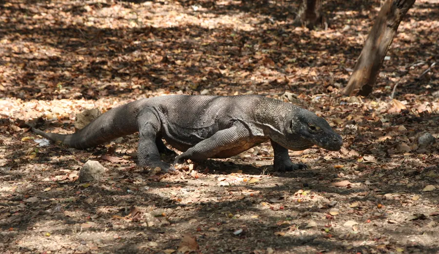 Jour 3 à Komodo