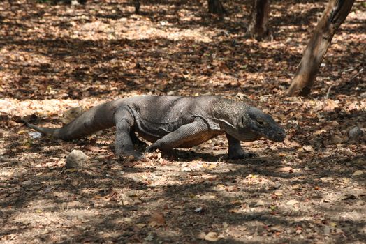 Komodo dragons with a ranger — Komodo Islands