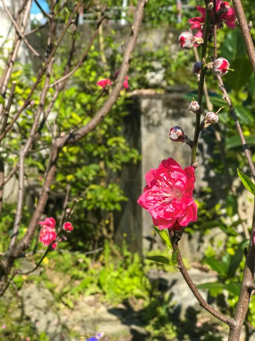 Free stock photo of beautiful flowers, green, lunar new year Stock Photo