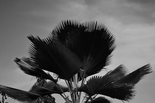 Grayscale Photo of Palm Leaves