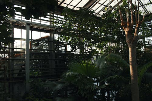 Kostenloses Stock Foto zu botanischer garten, gewächshaus, grüne pflanzen