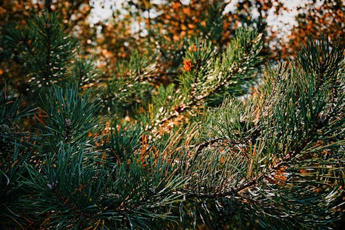 Základová fotografie zdarma na téma barva, borovice, detail
