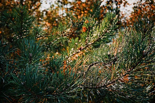 Fotos de stock gratuitas de abeto, árbol, color