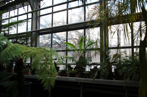 Kostenloses Stock Foto zu botanischer garten, drinnen, glasfenster
