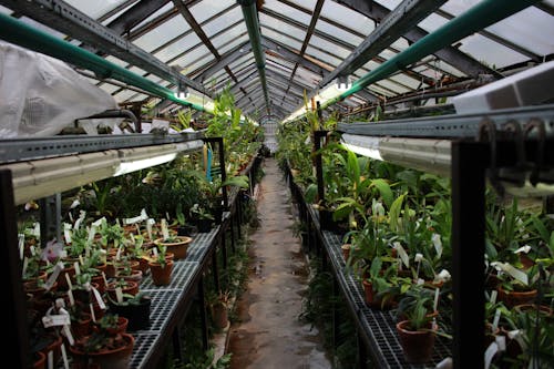 Green Plants in the Green House