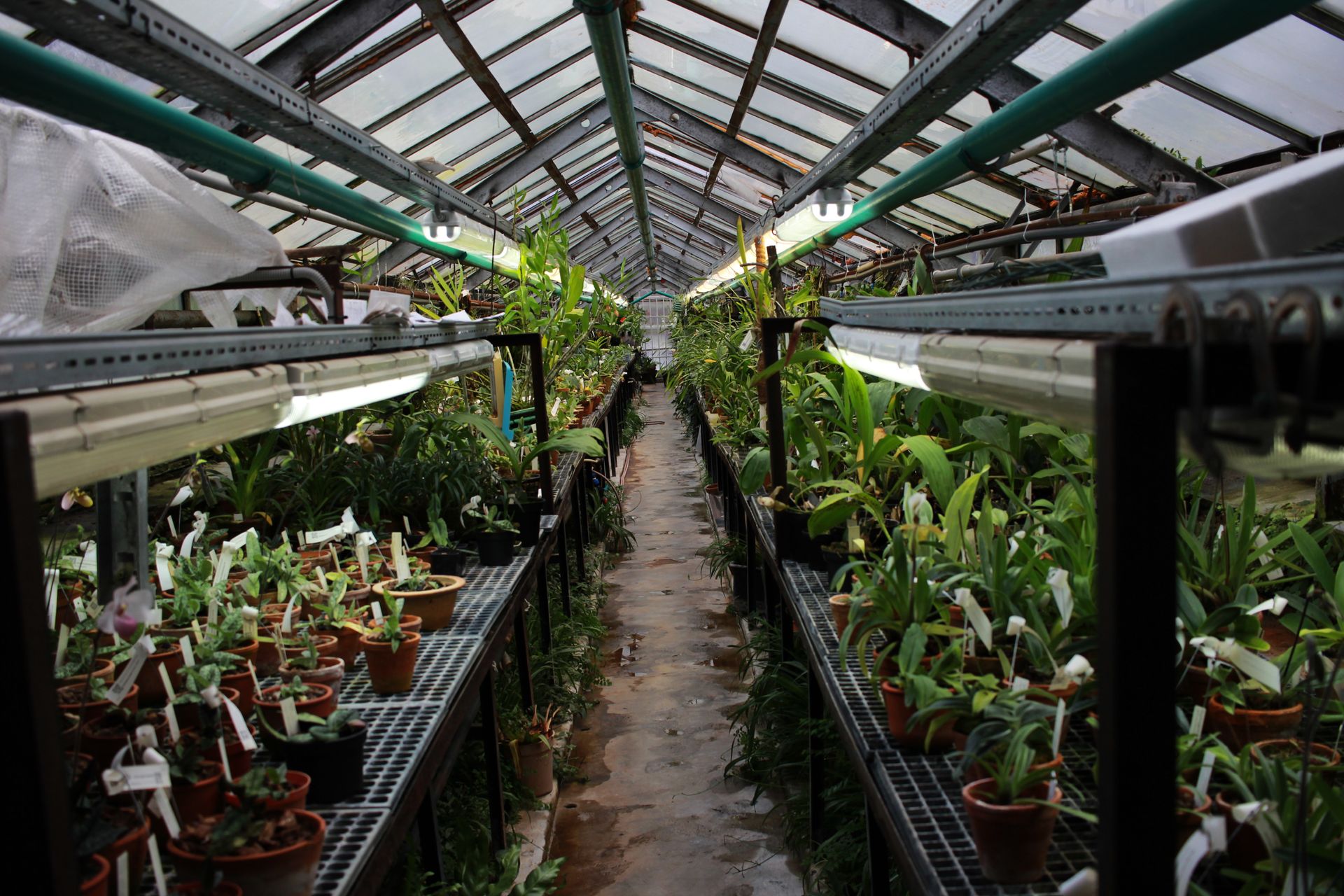 Explore a vibrant greenhouse filled with diverse plants and greenery, perfect for nature enthusiasts.