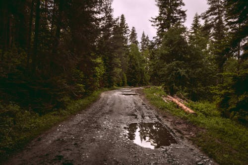 Free Wet narrow road going through forest with coniferous trees logs and thick grass on gloomy day in summer Stock Photo
