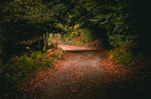 Narrow road in green forest in sunlight