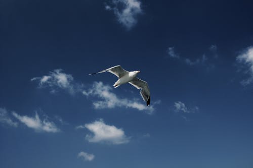 бесплатная Бесплатное стоковое фото с животное, летающий, небо Стоковое фото