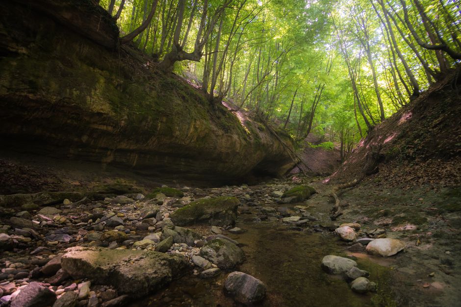 Trees with fresh verdant foliage growing in forest with stony formation in daytime in summer