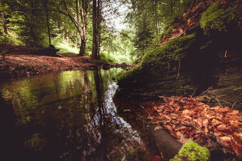 Calm water of flowing pond surrounded with trees with fresh verdant leaves in summer