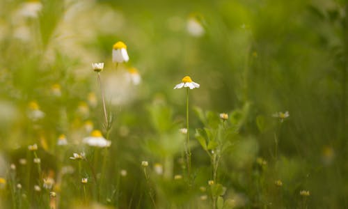 Blooming chamomile with white delicate petals surrounded with verdant fresh grass in meadow