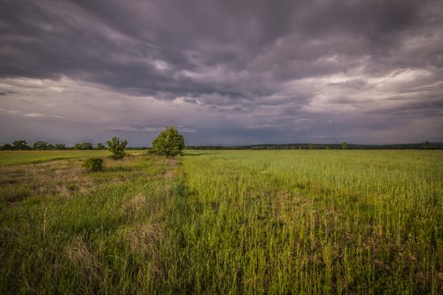 Vast rural field with fresh verdant grass and green trees under gray cloudy sky