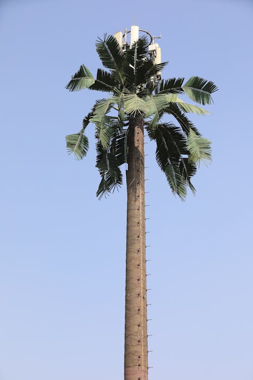 A Palm Tree with Antenna and Spokes on Trunk