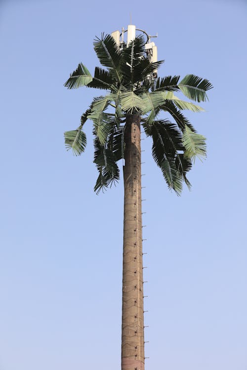 Gratis lagerfoto af antenne, blade, eger