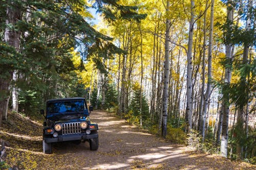 Free stock photo of aspen, country, jeep