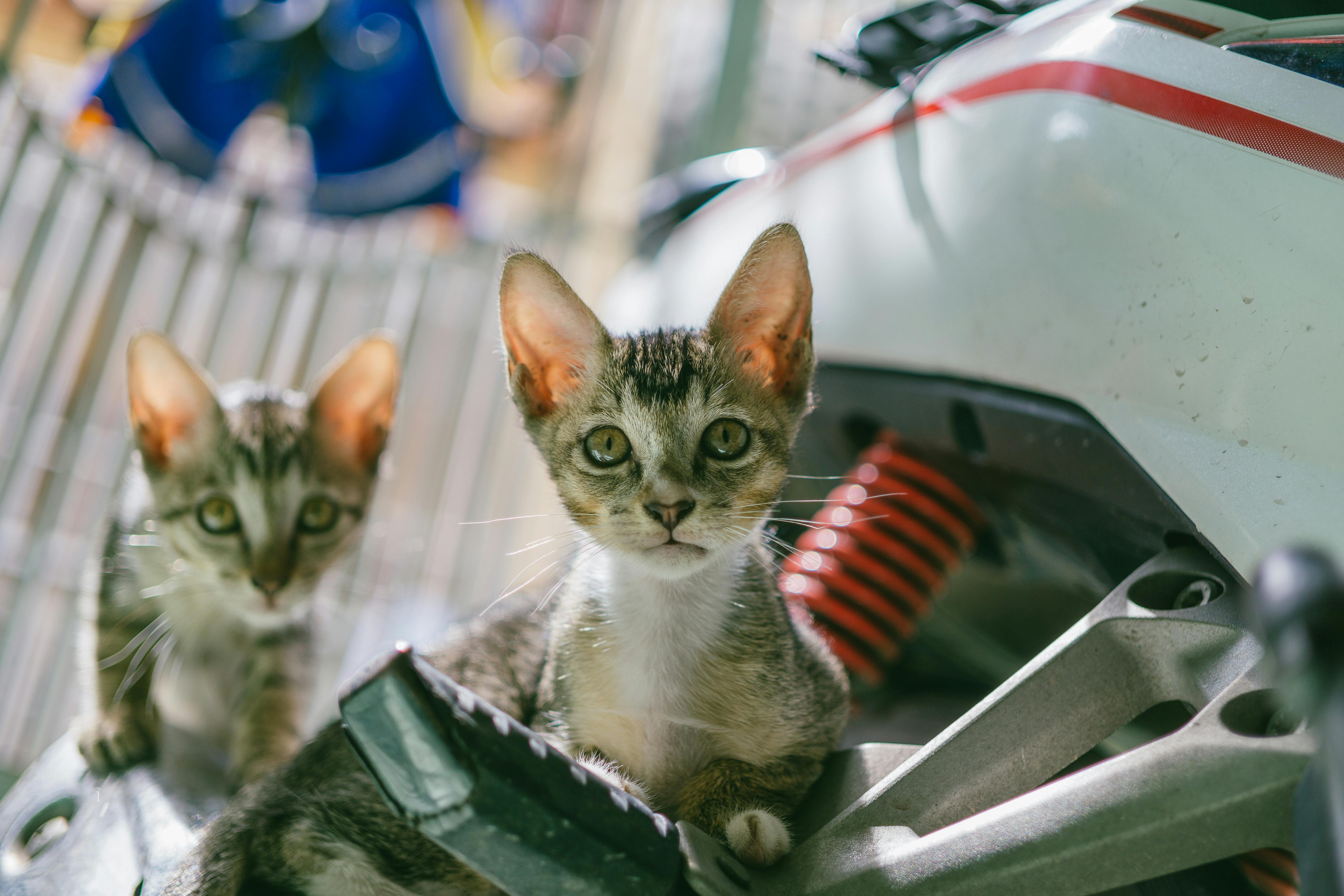 两只小猫在户外好奇地探索摩托车，场景明亮而有趣