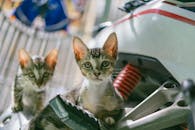 两只小猫在户外好奇地探索摩托车，场景明亮而有趣