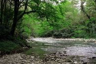 Body of Water Near Green Trees