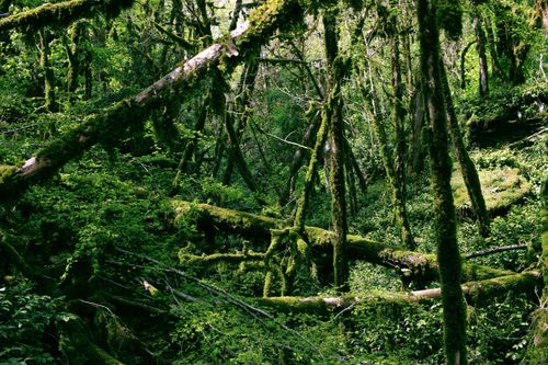 Free A dense, vibrant green forest covered with moss and fallen tree trunks. Stock Photo