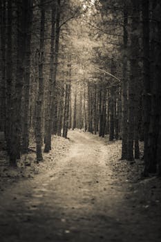 A tranquil forest path surrounded by tall conifer trees, captured in black and white.
