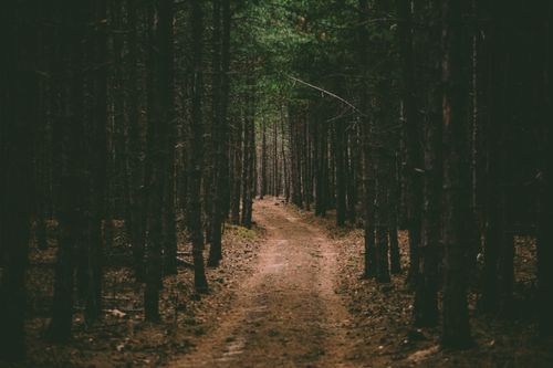 Free Narrow path surrounded with tall thin pine trees in grove of forest in daytime Stock Photo