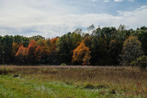 Free stock photo of fall foliage, hike, michigan