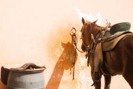 Brown Horse