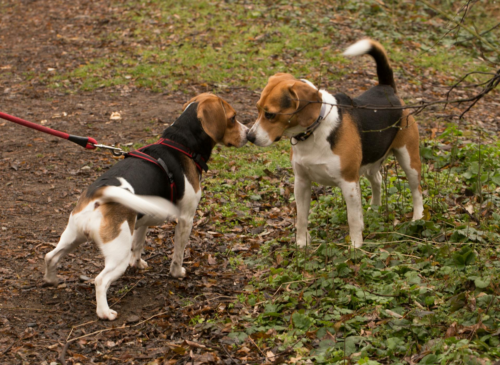 Cute funny purebred dogs of Beagles playing on ground with fresh green leaves and grass