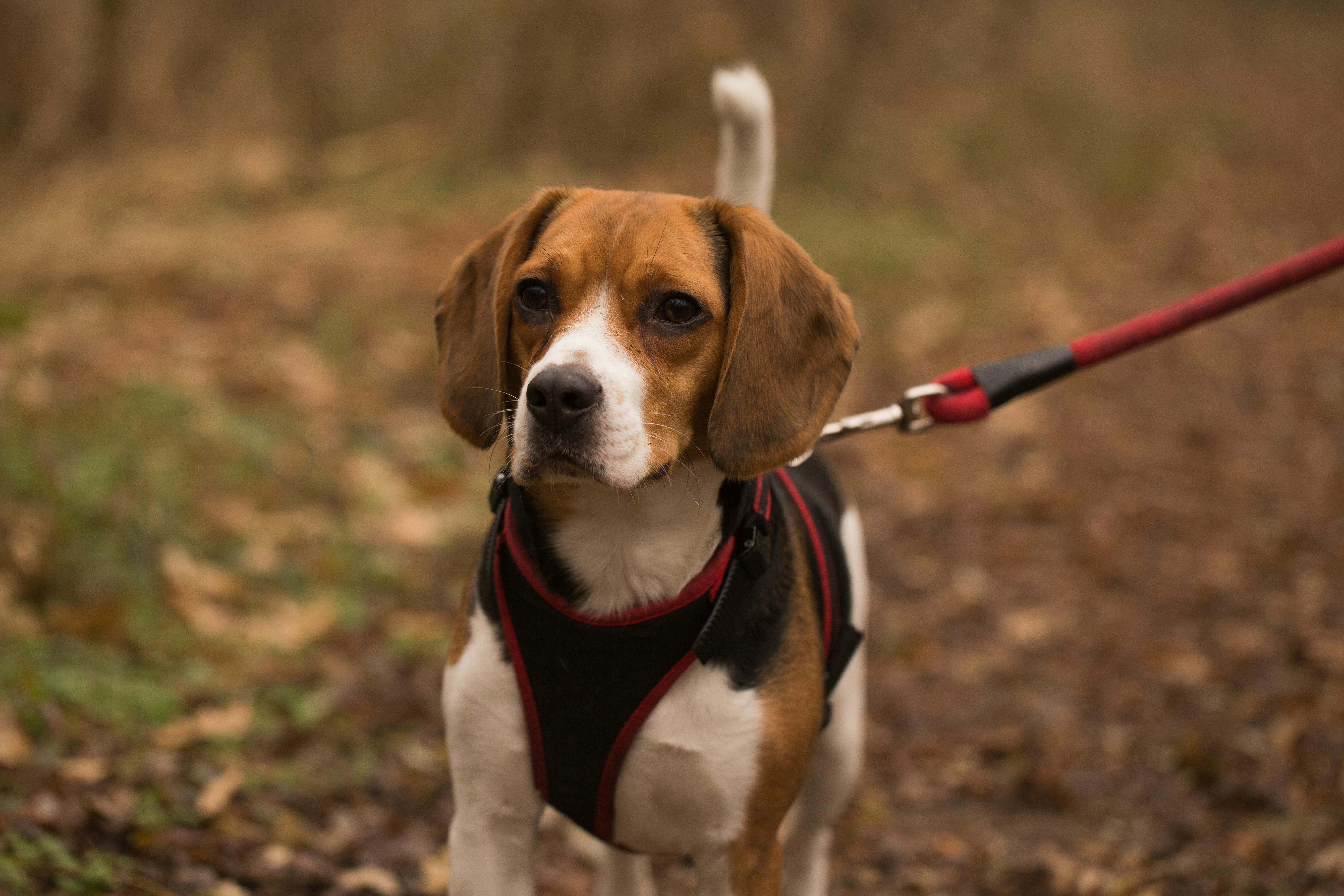 Cute purebred dog of Beagle with soft funny ears on blurred background of park