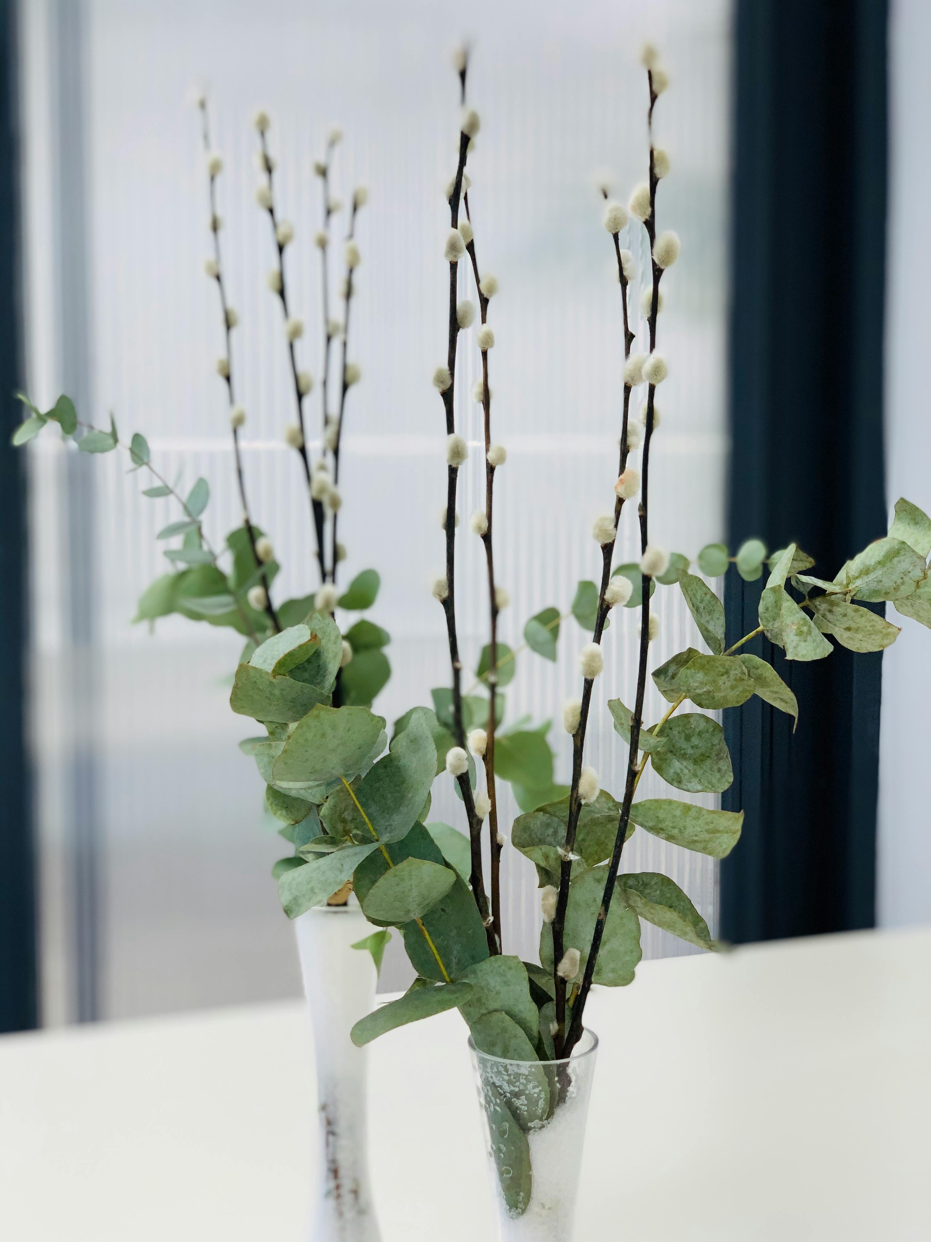 Dried Eucalyptus Branch in Clear Glass Vase · Free Stock Photo