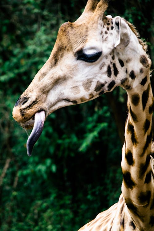 有关伸出舌头, 動物園, 動物的鼻子, 口, 特写镜头, 野生動物, 長頸鹿 