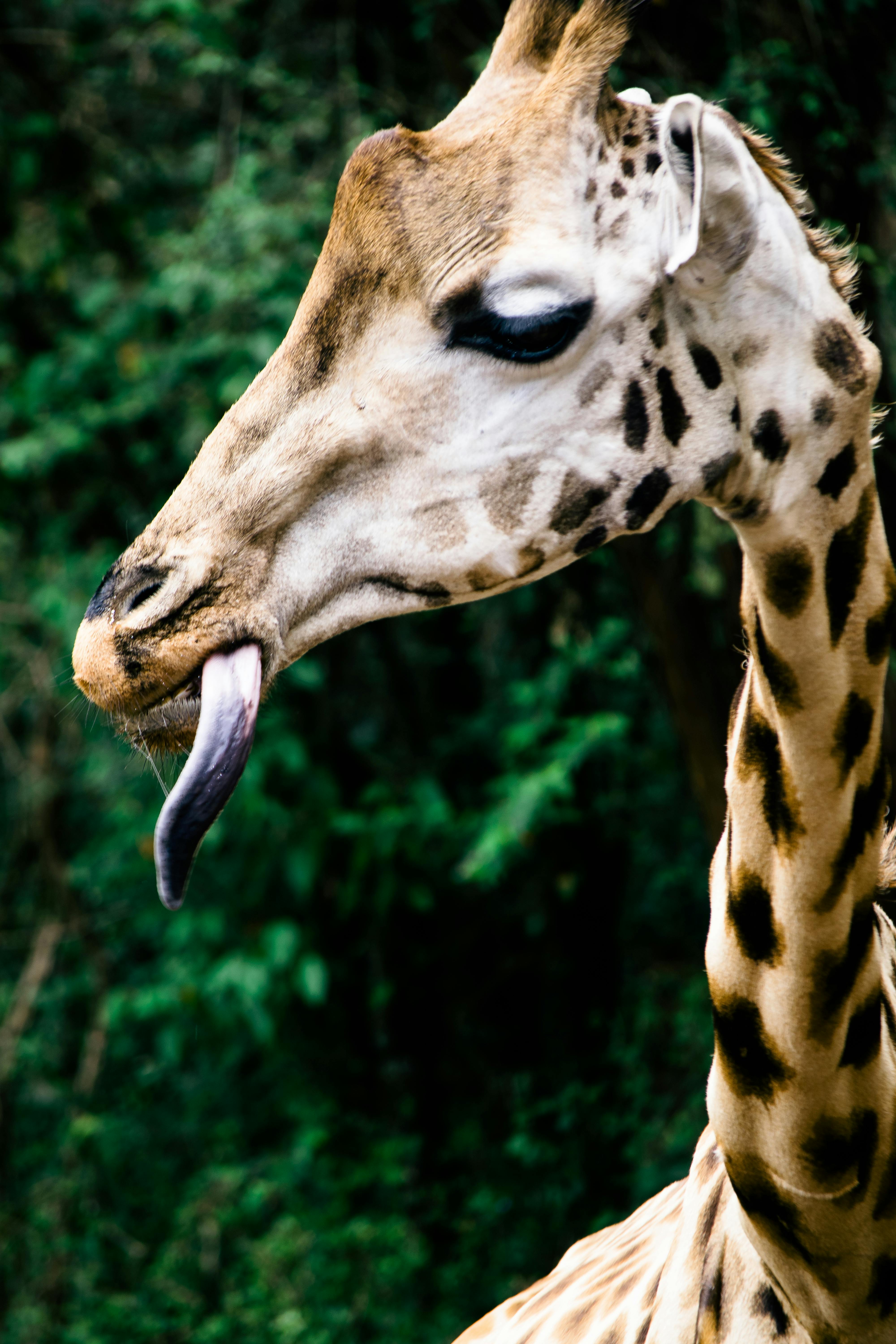 Giraffe Tongue Photos, Download The BEST Free Giraffe Tongue Stock