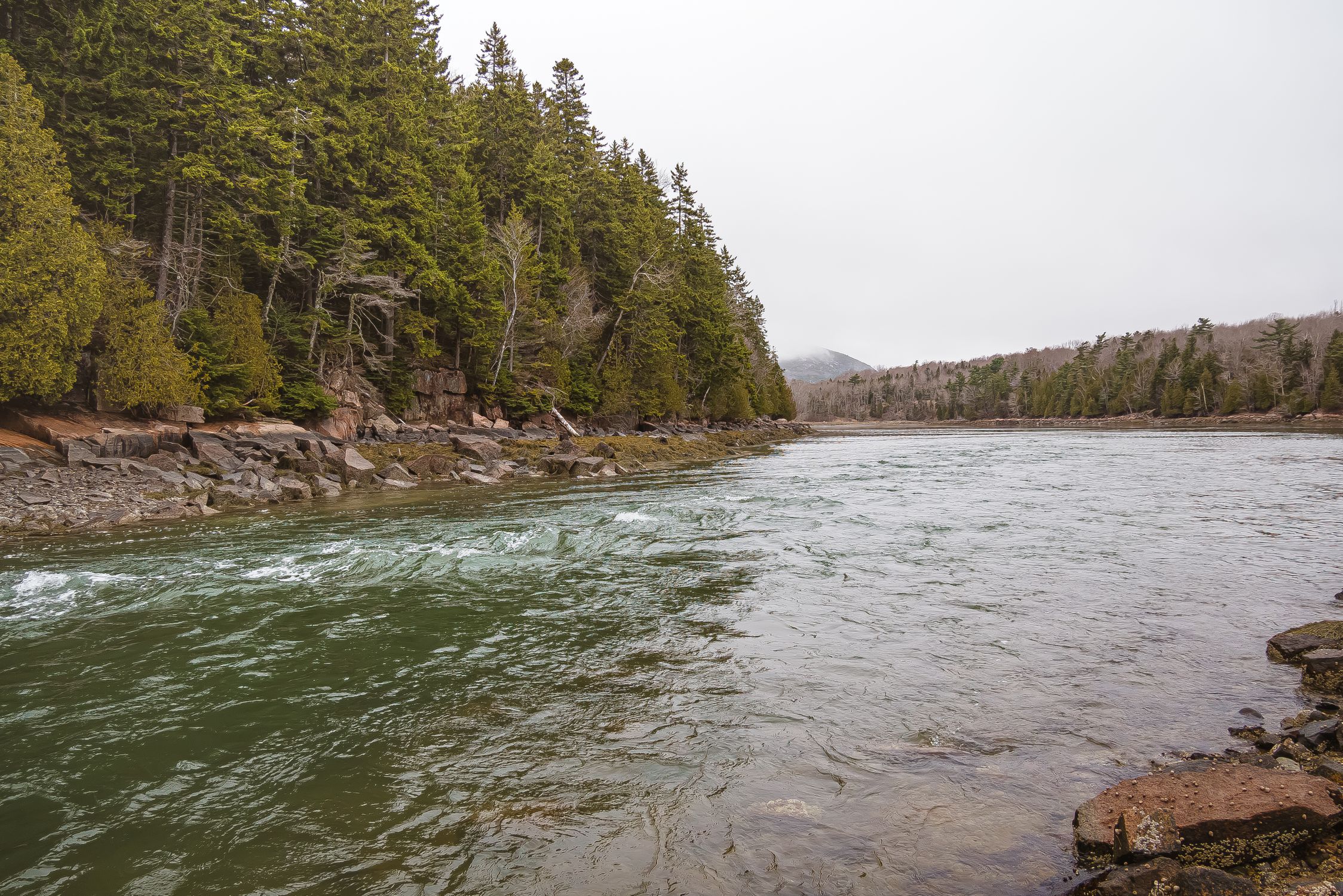 Serene river flowing through lush green forests in Acadia National Park, Maine