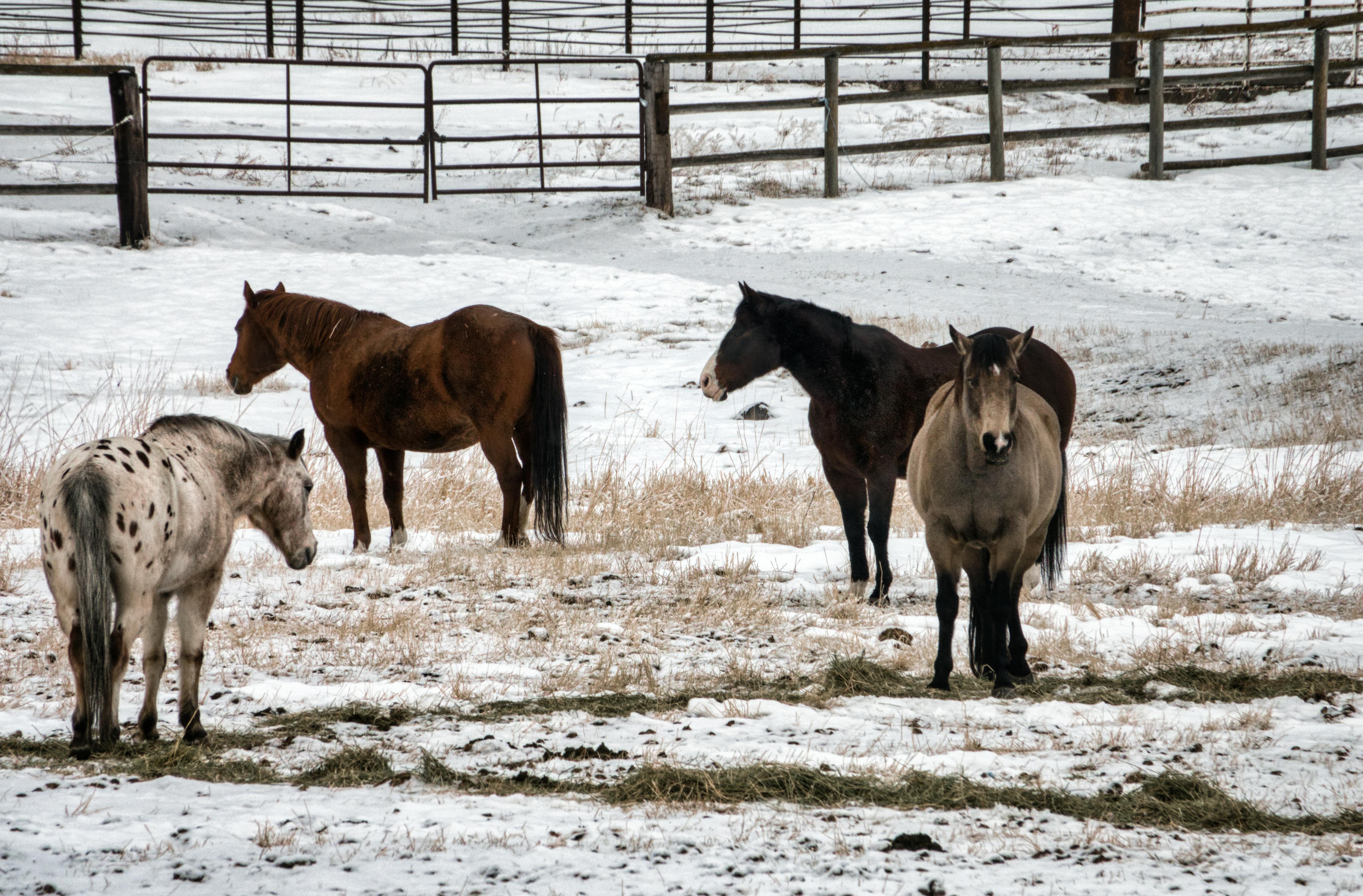 1,635 Appaloosa Stock Photos - Free & Royalty-Free Stock Photos from  Dreamstime