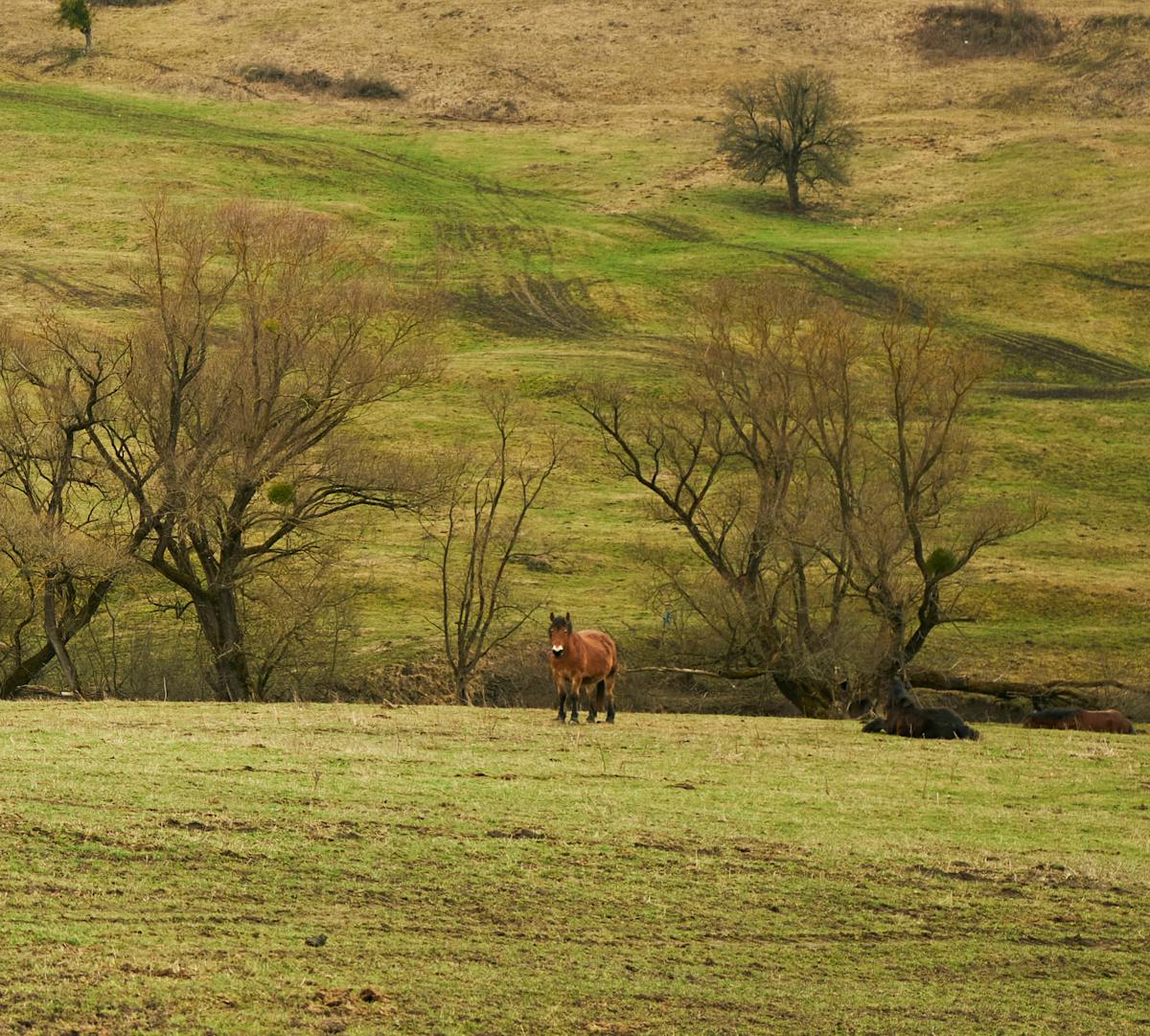 Laptop screen showing a horoscope website next to a cup of tea
