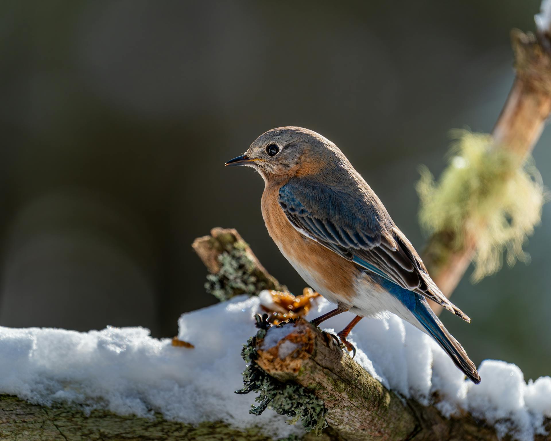 Eastern bluebird in winter forest on sunlight