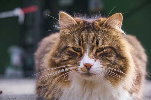 Foto d'estoc gratuïta de animal, bigotis, de prop