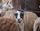 llama