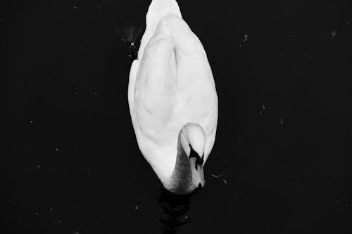 A Swan Swimming on the Pond