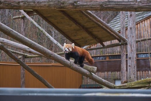 Immagine gratuita di abitante dell albero, adorabile, ailurus fulgens