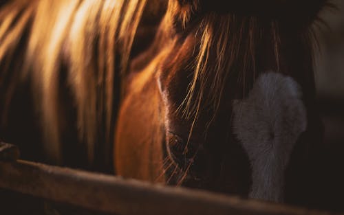 Δωρεάν στοκ φωτογραφιών με άγρια φύση, αγρόκτημα, άλογο