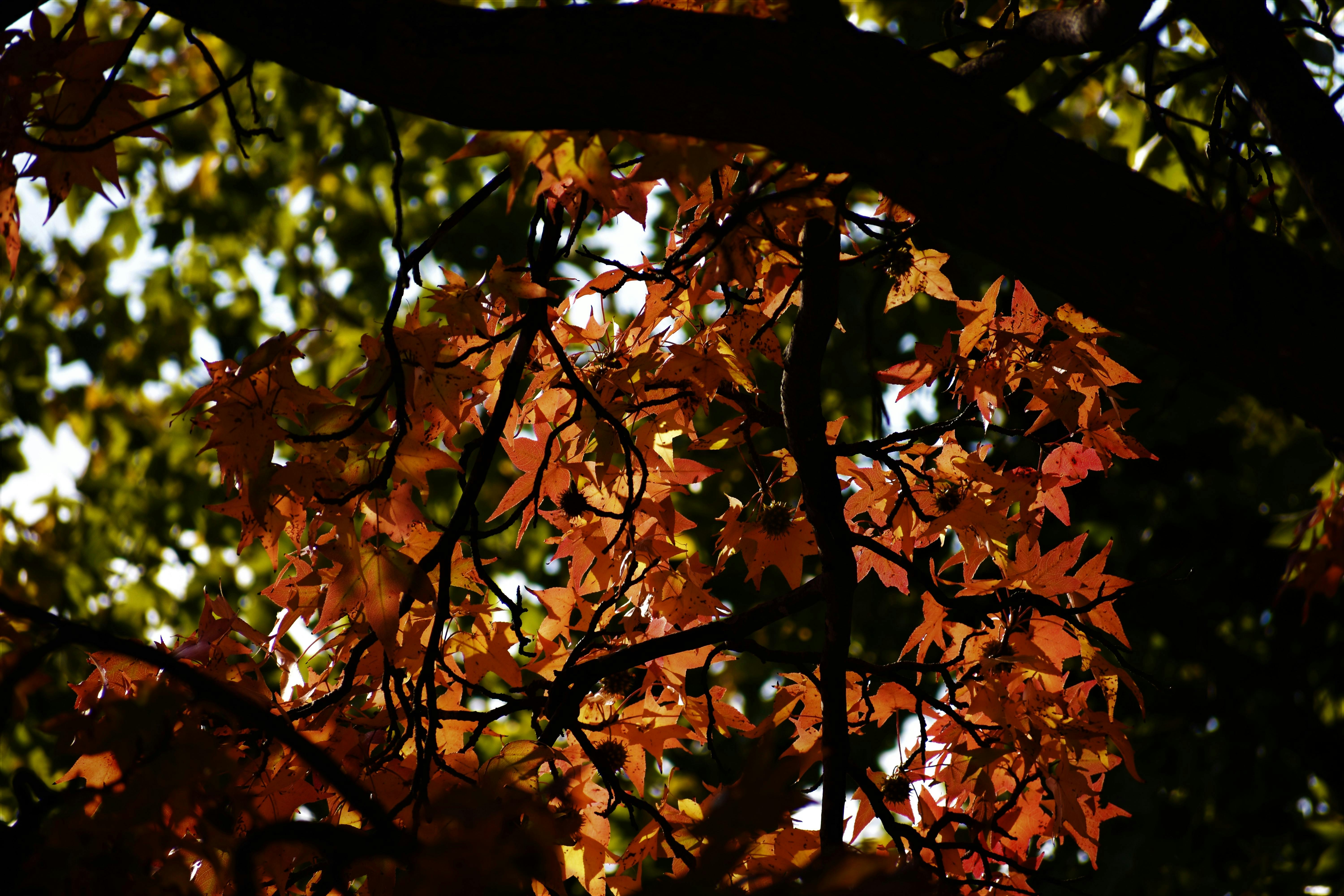 Free stock photo of autumn, autumn colours, autumn leaf