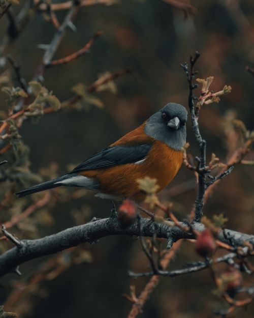 Free Beautiful vibrant finch perched on branches with autumn foliage in the background. Stock Photo