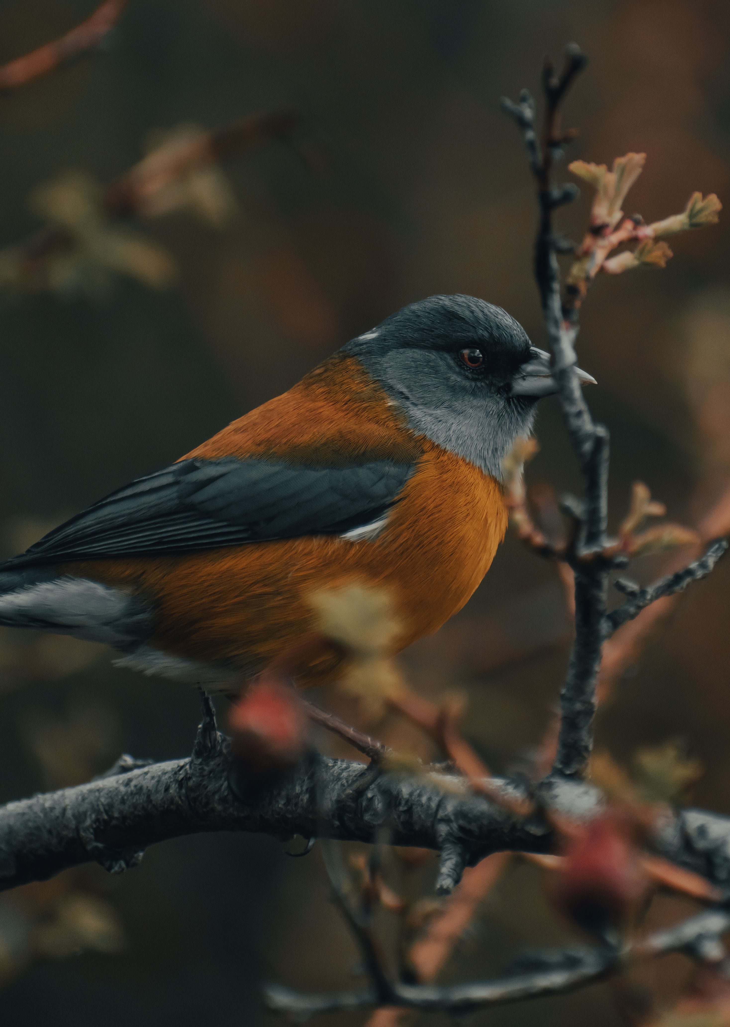 Bird Watching For Beginners