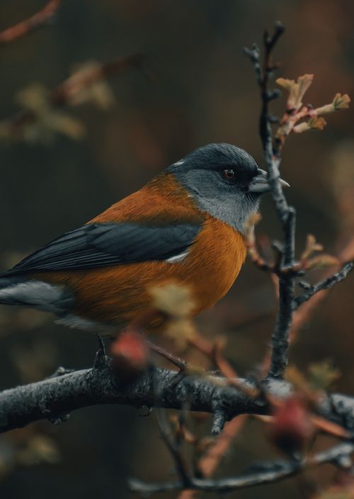 Free Detailed shot of a finch perched on a branch amidst a natural setting. Stock Photo