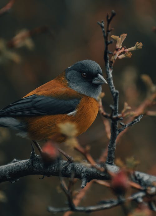 Close-Up Shot of a Finch Perched on a Branch 